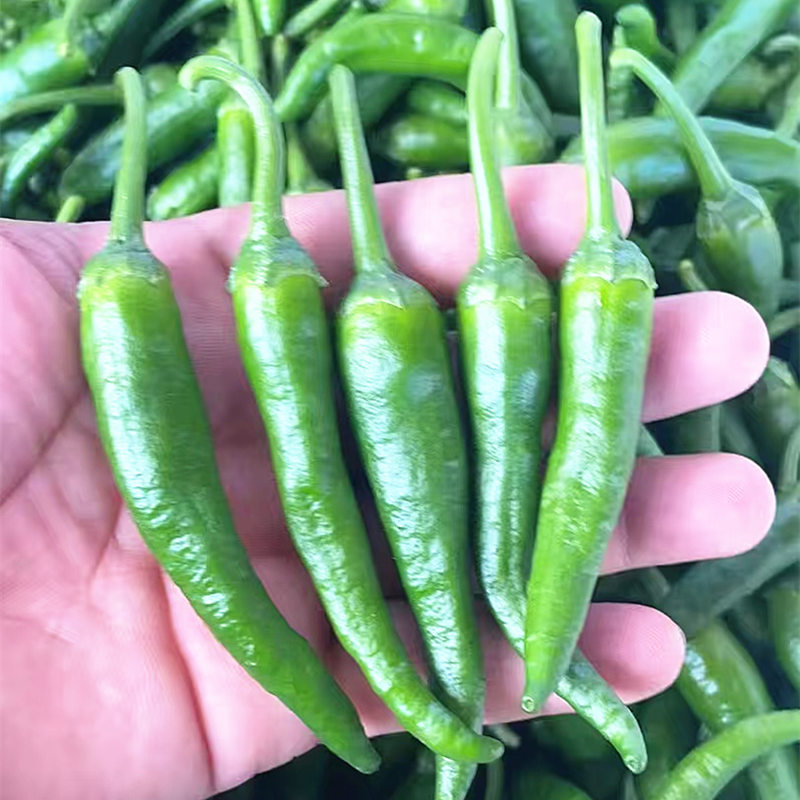 新苗小辣椒（20斤起发）